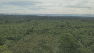 Read more about the article Reforestation Drive in Kakamega Forest Records 90% Success as Restoration Efforts Take Root