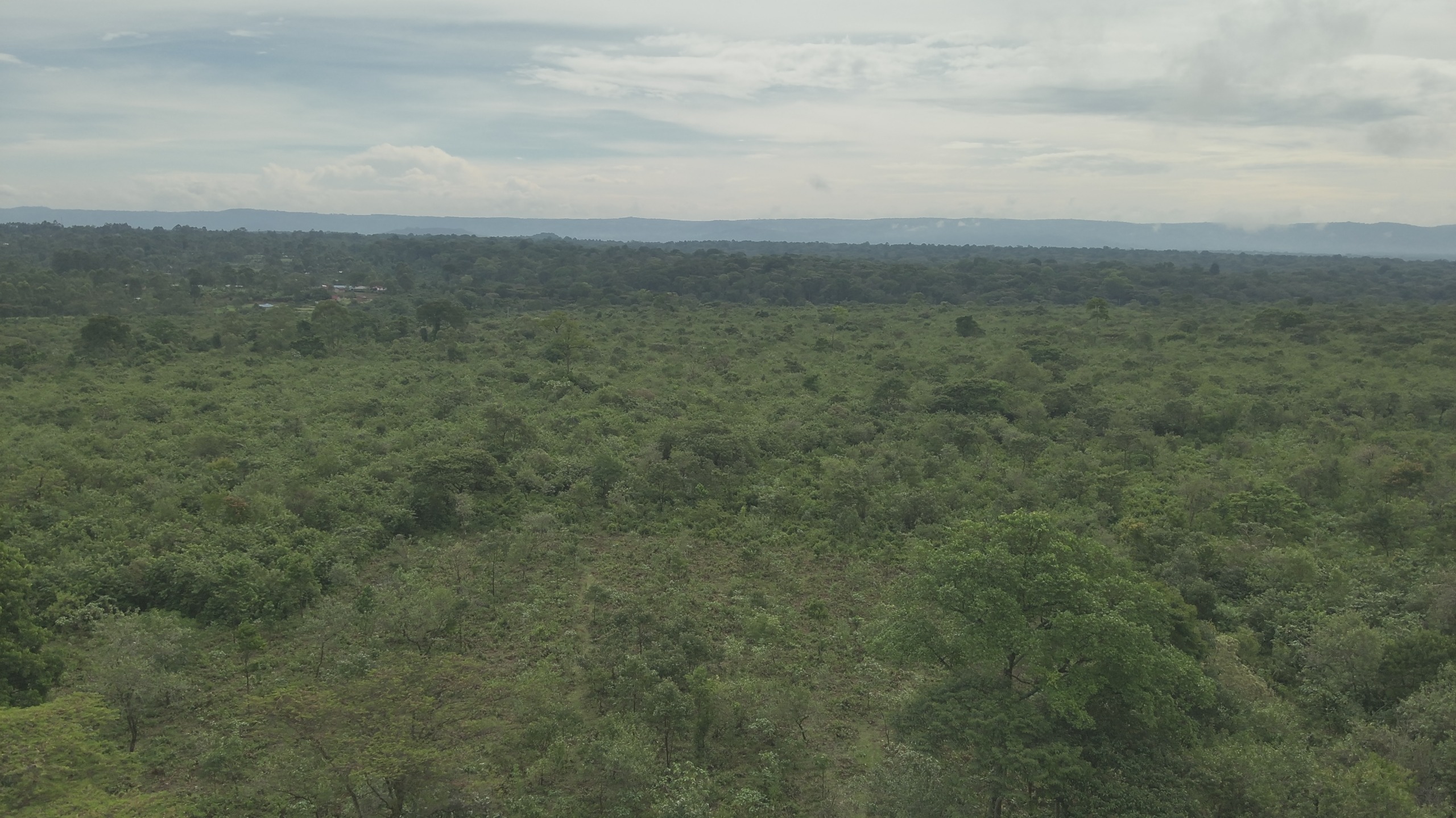 You are currently viewing Reforestation Drive in Kakamega Forest Records 90% Success as Restoration Efforts Take Root